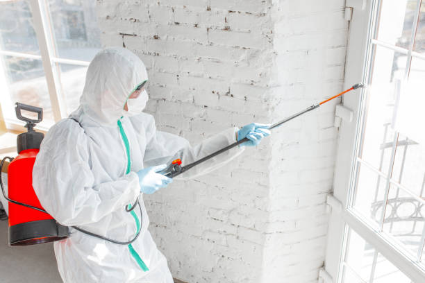 Why You Should Choose Our Mold Remediation Services in Clarence Center, NY